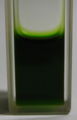 Chlorophylle extrait lumière naturelle.jpg