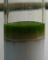 Chlorophylle CLCsucre 1.jpg